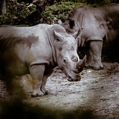 Naklejka premium Nashorn