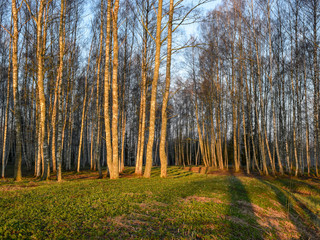 landscape with tree in backlight, foggy background