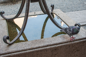 Pigeon standing on the edge of a water basin