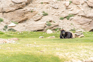 A black cow sitting on green grass with rock mountains background