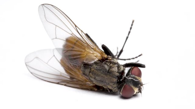 Almost dead fly isolated on white background, macro