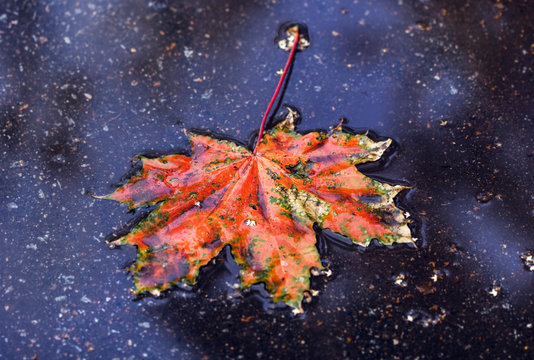 Maple leaf in dark puddle © dashabelozerova