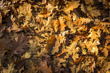 Dry oak leaves covering ground during autumn, ideal for presentation or background