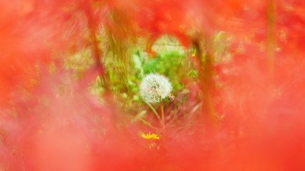 京都　亀岡　彼岸花の里