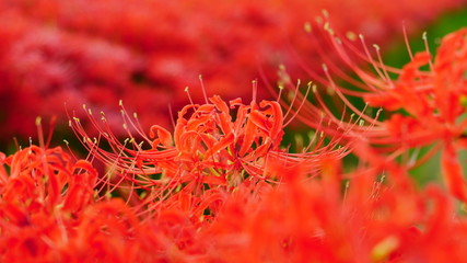 京都　亀岡　彼岸花の里