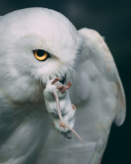 snow owl predator mouse