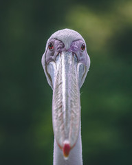 albatross portrait bird