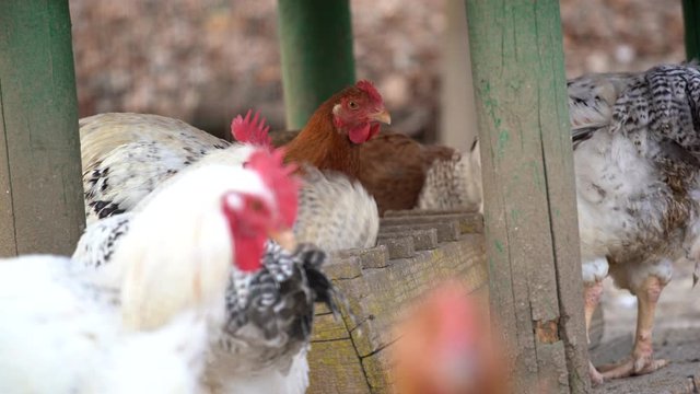  I polli sono sempre stati allevati per moltissimi scopi: carne, uova, piume, compagnia.
