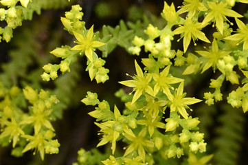 Yellow tiny flowers carpet plants.