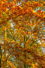 Autumn leaves on a tree in the forest on a sunny day