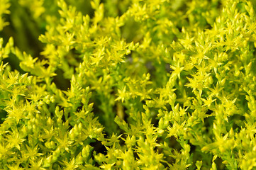 Yellow tiny flowers carpet plants.