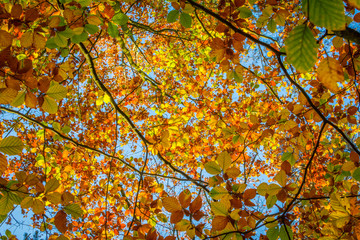 Autumn leaves on a tree in the forest on a sunny day
