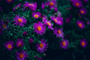 Beautiful small flowers of symphyotrichum novi-belgii in green grass. Flowering new york aster close-up. Awesome violet blossoming flowers in macro. Amazing scenic vivid purple asters.
