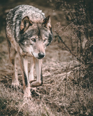 wolf portrait leader walking