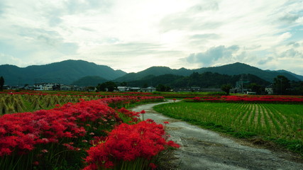 京都　亀岡　彼岸花の里
