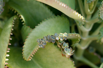 Naklejka premium succulent leaves with young shoots close-up