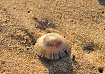 shell on the beach
