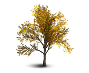 One tree with yellow leaves illustration.