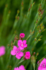 Little pink Dianthus flowers in spring