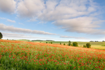 Field of red poppies landscape in Norfolk