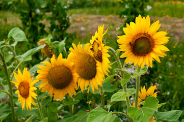 bright sunflowers on a large field on a sunny day