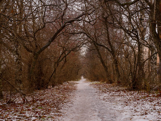 The dramatic park is in a dusk.