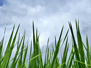 Obraz premium Shot from the ground to the green rice field with cloudy sky after rain in Chiang Mai, Thailand