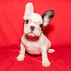 Black and White French Bulldog Puppy Sitting on Red Sofa
