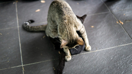 A stray black baby cat or kitten is breastfeeding from his mother's milk body on the street.