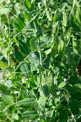 Obraz premium Green pea pods on the plant.