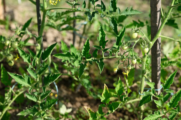 Green fruit tomato on the plant.