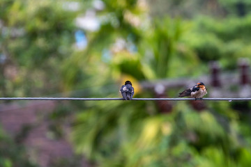 Two Pacific sparrows on a cable
