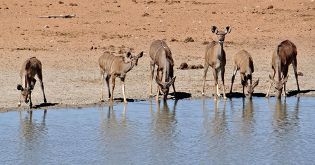 Fototapeta na wymiar Parc d'Etosha en Namibie (zèbres, lions, koudous, springboks, phacochères, éléphants, singes, chacals, calaos à bec jaune, oryx, antilopes, girafes, impalas, gnous, autruches, écureuils, vautours)