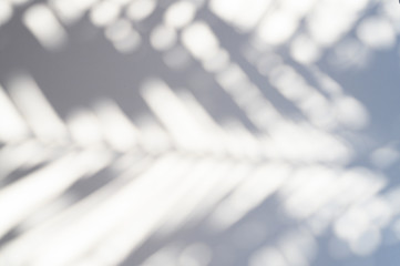 blurred shadow of a palm leaf on a white background