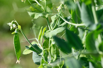 Green pea pods on the plant.
