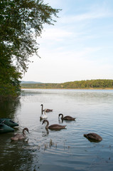 white swans with small swans on the lake
