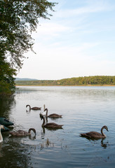 white swans with small swans on the lake