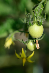 Detail of green fetish tomato.