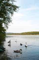 white swans with small swans on the lake