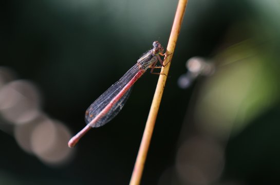 libellules