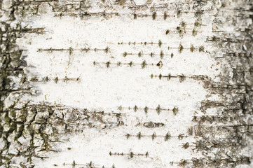 background from the bark of an old birch