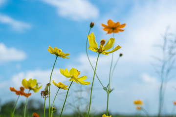 Fototapeta premium Yellow camomiles on blue sky background