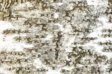 background from the bark of an old birch