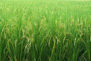 Close to Rice plant on paddy field in Thailand.