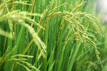 Fototapeta na wymiar Close to Rice plant on paddy field in Thailand.
