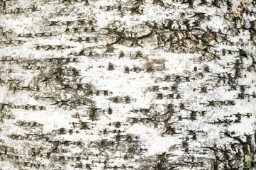 background from the bark of an old birch