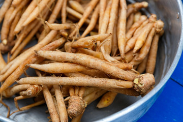 Thai fingerroot, very important herb for Thai cuisine.