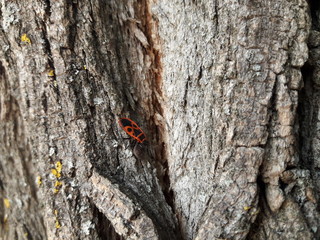 beetle soldier creeps on a tree