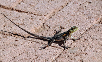 L'agame des rochers de Namibie, gros lézard vit principalement en milieu rocheux dans le désert du Namib.