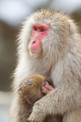 Japanese Snow Monkey Mother in the Wild